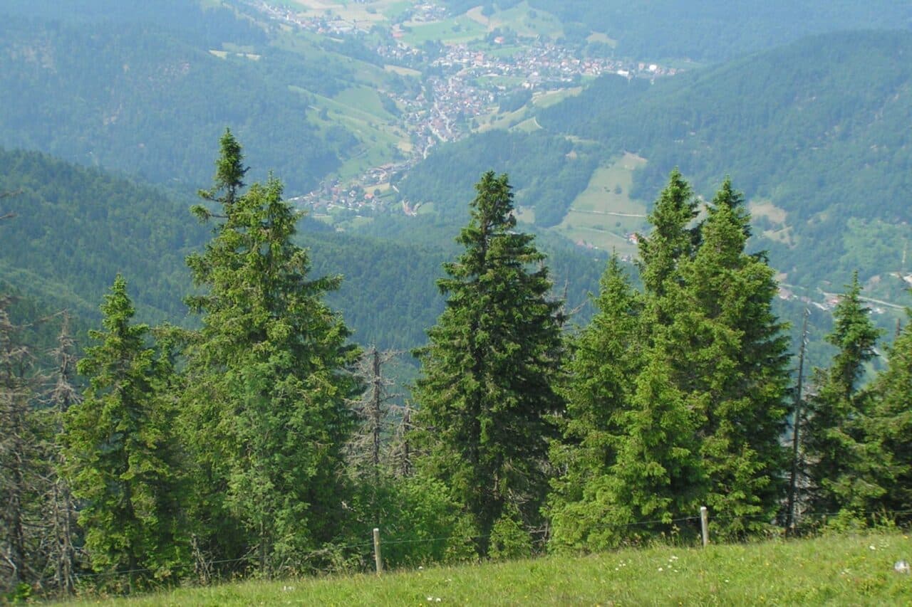 blick auf untermuenstertal