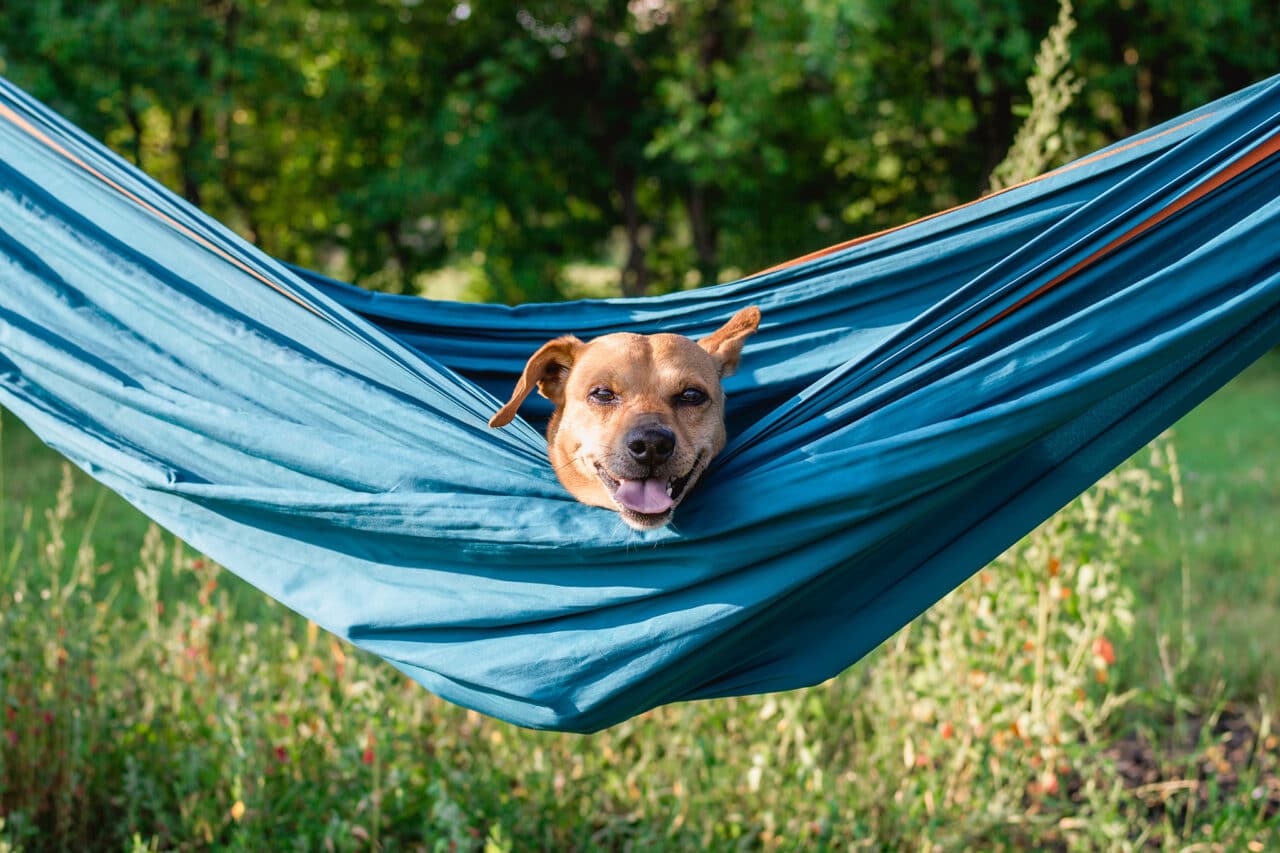 Die 12 größten Camping-Ärgernisse: Was Camper wirklich auf die Palme bringt – und wie du für Harmonie sorgen kannst! 2 hund camping