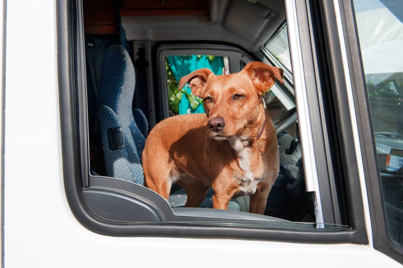 Vogelgrippe bei Hunden und Katzen - gefährlich bei Campingreisen?