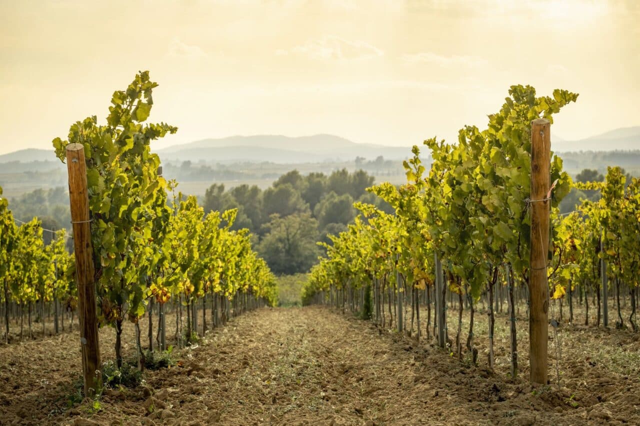 katalonien weinberge penedes